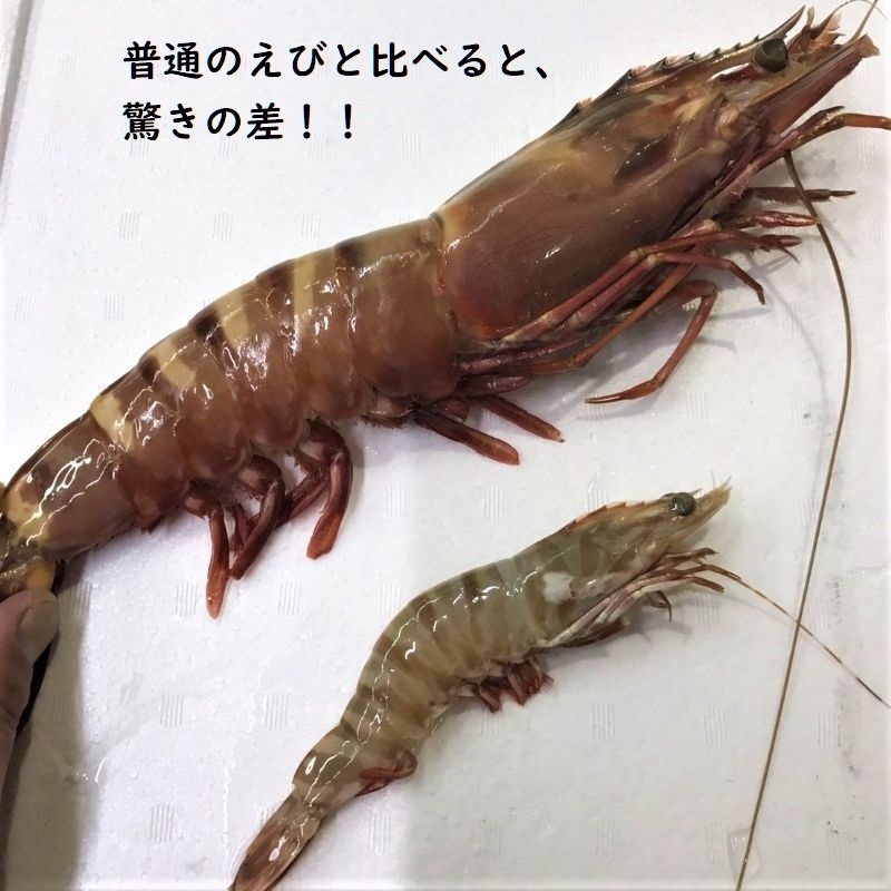 特特特大天然有頭エビ ６尾 １．５kg えび 海老 スーパービッグ 大きな