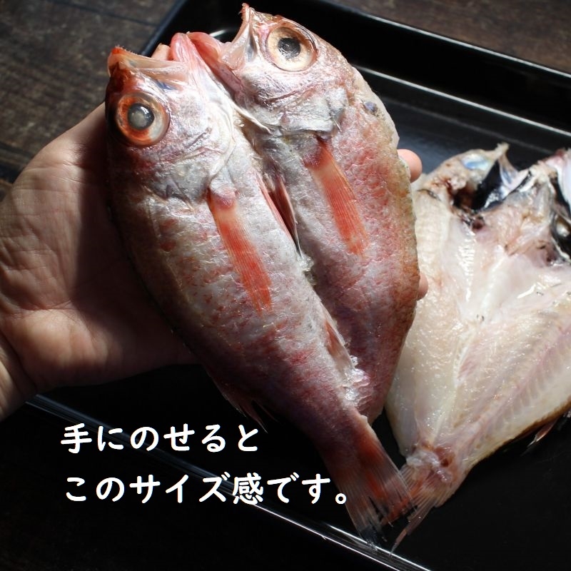 生 ノドグロ 約2 4尾 アカムツ 赤ムツ 1kg