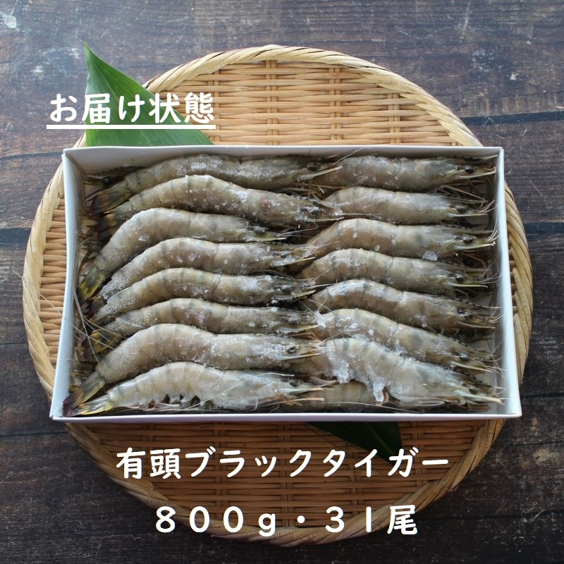 海老の極み 生食可 有頭 800ｇ ブラックタイガー えび エビ 有頭 えび ざこばの朝市 公式オンラインショップ